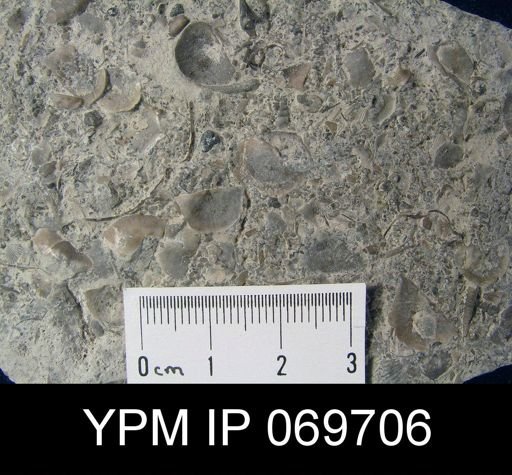 Rafinesquina gracilis