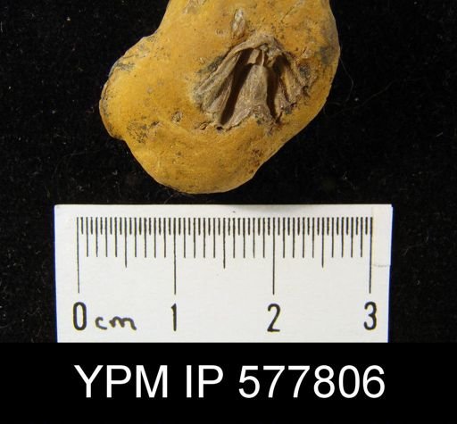 Spiriferina kentuckiensis
