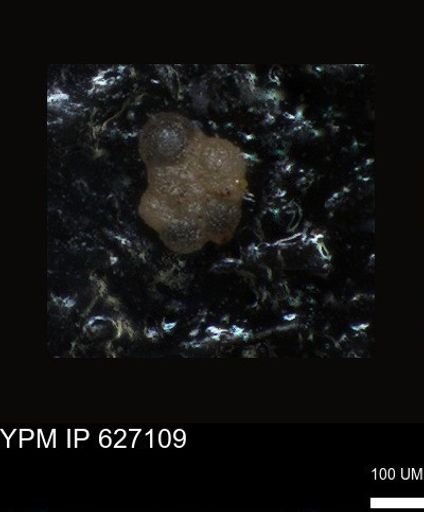 undet. Foraminiferida