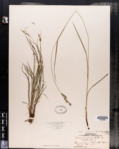 Carex virescens