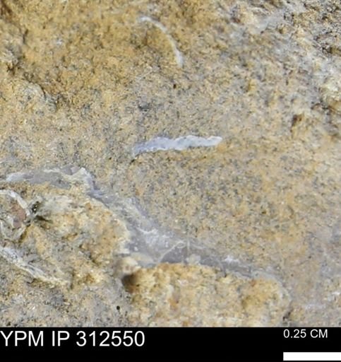 undet. Mollusca