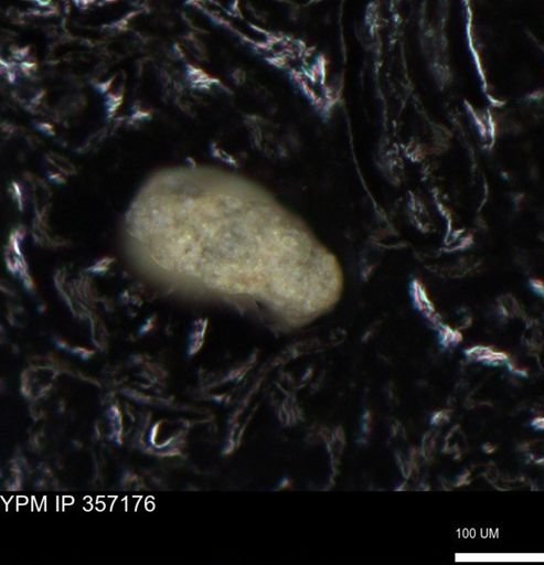 undet. Foraminiferida