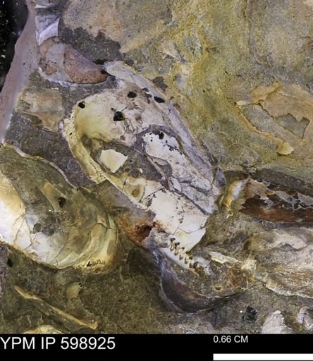 undet. Bivalvia