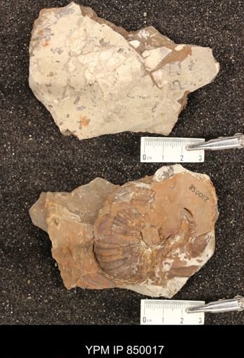 undet. Scaphitidae