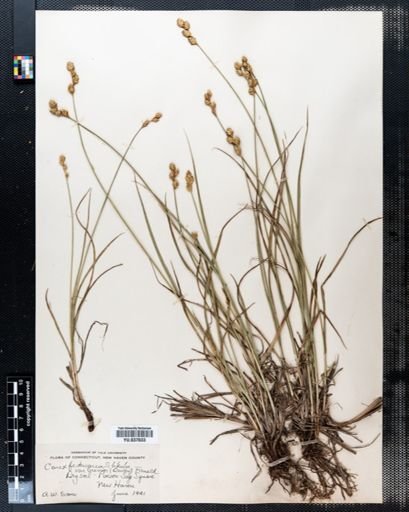 Carex festucacea