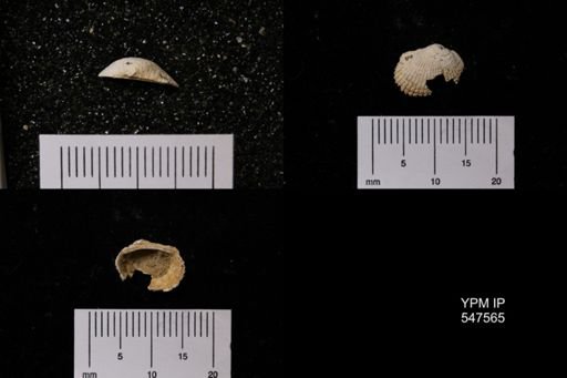 Scapharca transversa