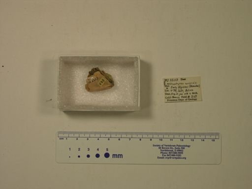 Archaeohyrax suniensis