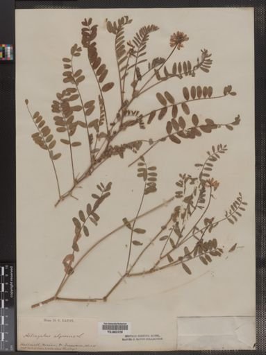 Astragalus alpinus