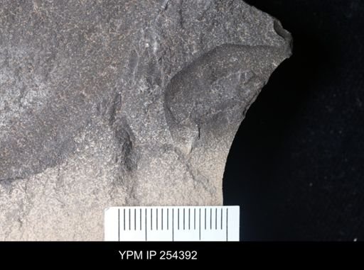 Eurypterida