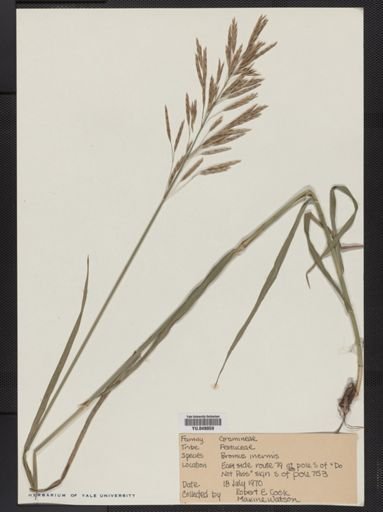 Bromus inermis