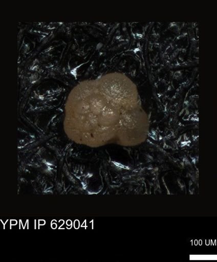 undet. Foraminiferida
