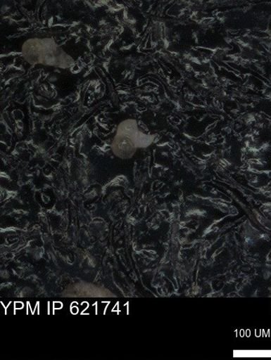 undet. Foraminiferida