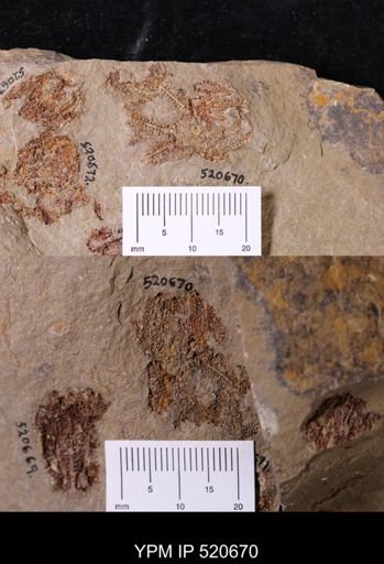 undet. Asterozoa