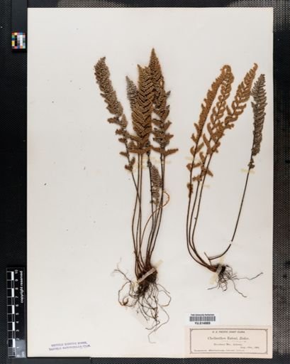Cheilanthes