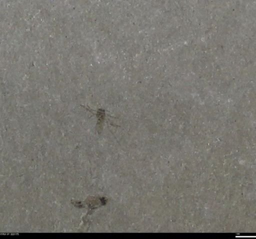 undet. Insecta