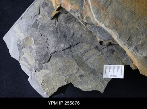 Hughmilleria sp.
