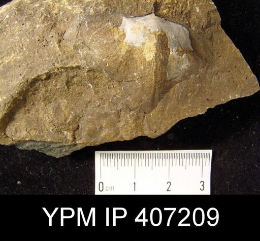 Brachyprion leda