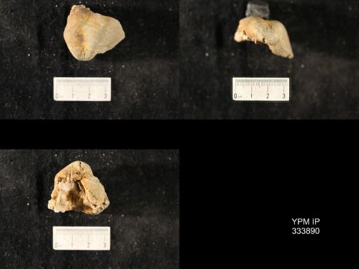 Echinoconchus