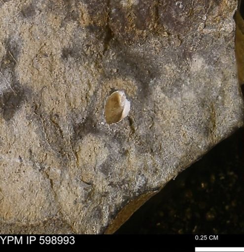 Mollusca