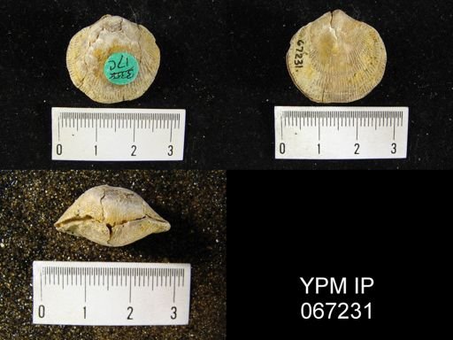 Atrypa reticularis