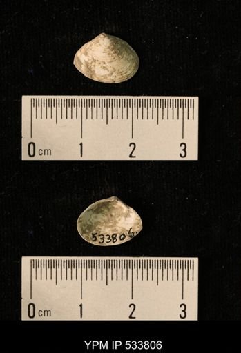 Macoma groenlandica