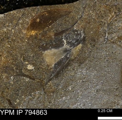 undet. Bivalvia