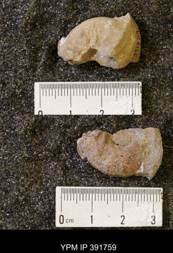 Scaphites whitfieldi
