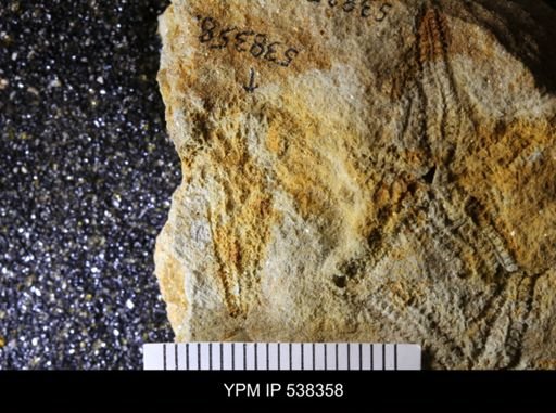 undet. Stelleroidea