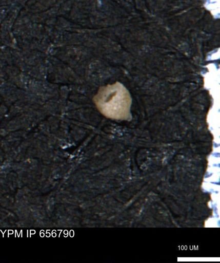 Clathrocyclas (Clathrocyclas) irrasa