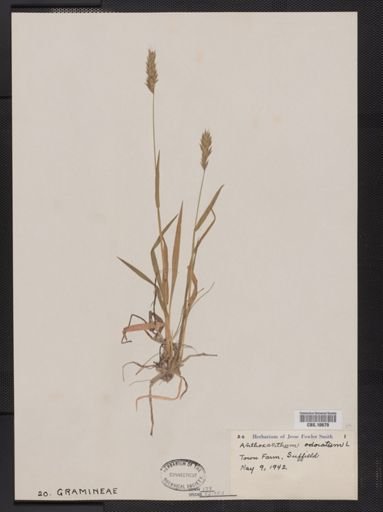 Anthoxanthum odoratum