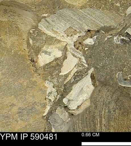 Limopsis?