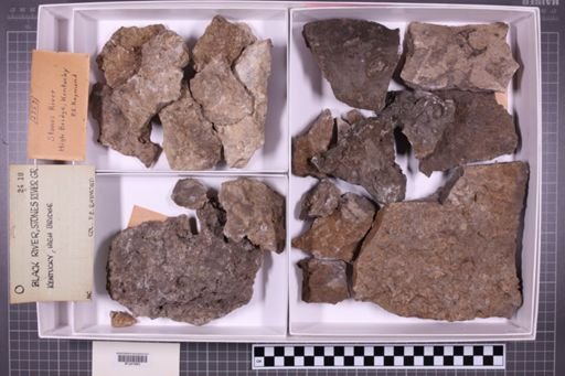 mixed taxa, stratigraphic collection