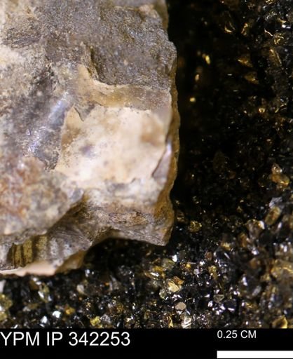 undet. Scaphitidae