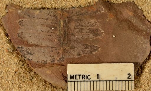 Pecopteris