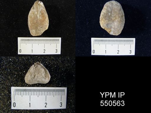 Dielasma sp.