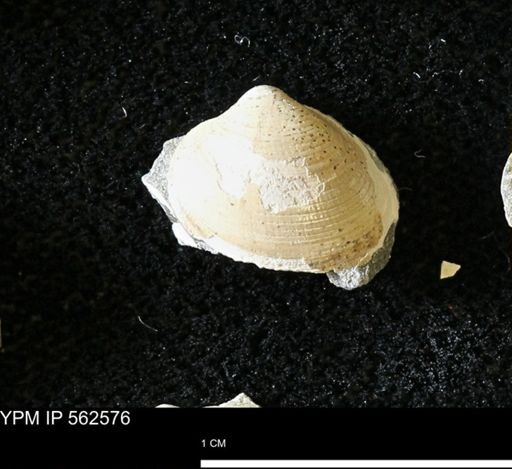 Limopsis striatopunctatus