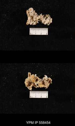 Girtycoelia sp.