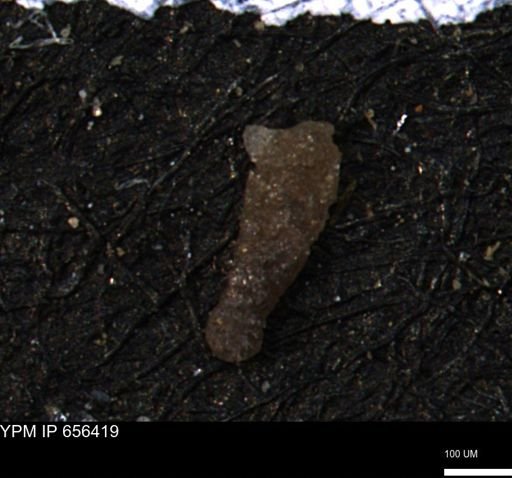 Ammobaculoides whitneyi