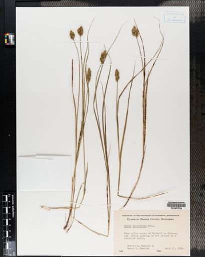 Carex crawfordii