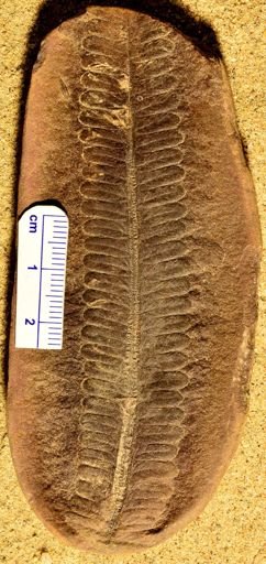 Pecopteris