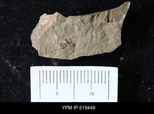 undet. Graptolithina