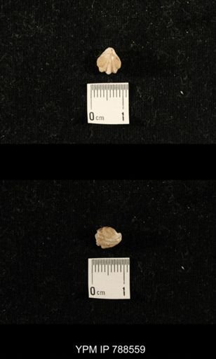 undet. Brachiopoda