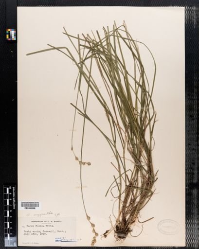 Carex argyrantha
