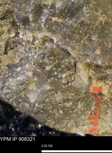 undet. Mollusca
