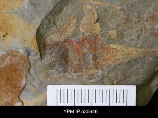 undet. Asteroidea
