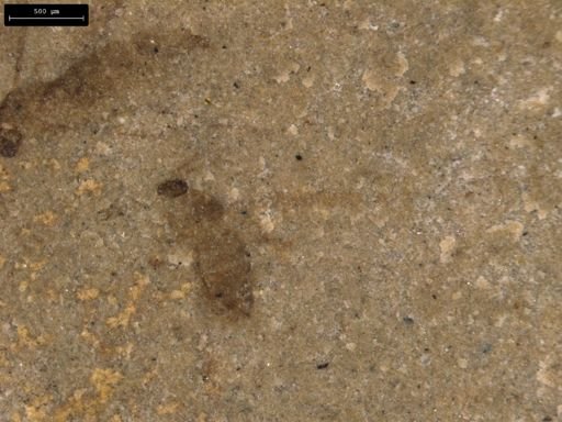 taxon undetermined