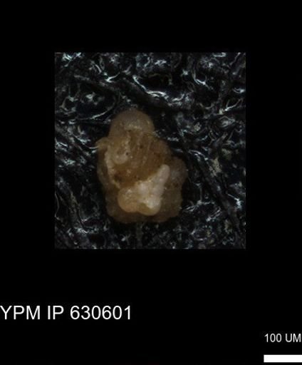 undet. Heterohelicidae