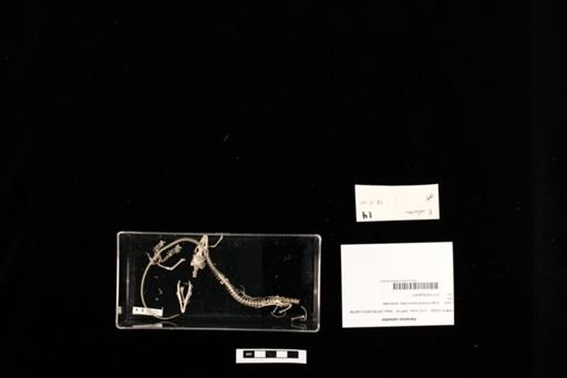 Varanus salvator