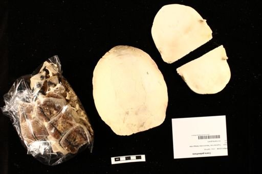 Cuora galbinifrons