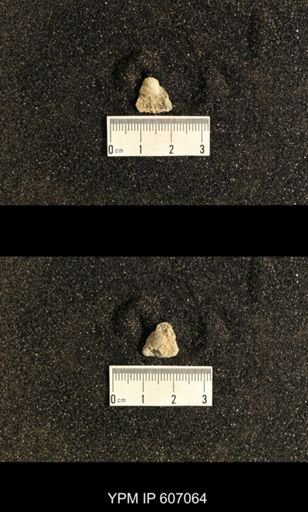 Spiriferina verneuili